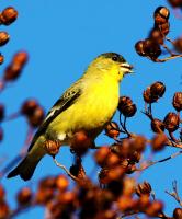 Yellow Bird�